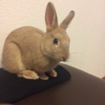 いちわ